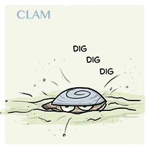 clam-sm