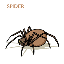 spider-sm