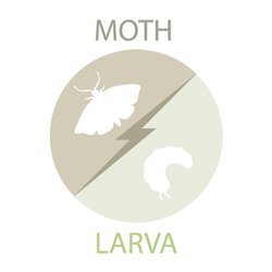 moth-larva